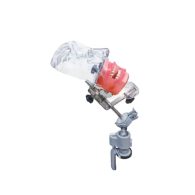 Evodent Table Mount Phantom Head designed for dental training and simulation practice on a tabletop setup. Provides realistic oral cavity structure for students and clinicians to practice procedures. Durable construction ensures long-lasting use in dental labs and colleges.