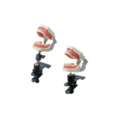 Evodent Table Mount for Typodont Jaw designed for secure tabletop dental training and simulation. Provides stable positioning of typodont jaws for accurate practice of dental procedures. Ideal for dental colleges, labs, and clinical training setups.