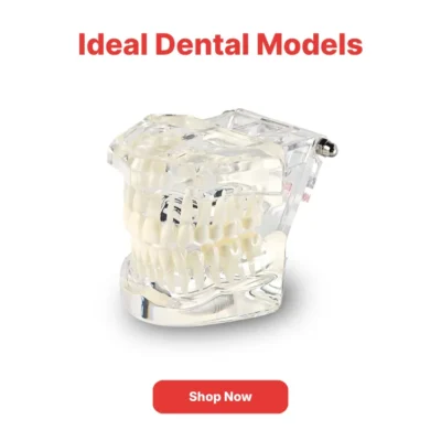 Home | Buy Now At Evodent Ideal dental models category navigation poster