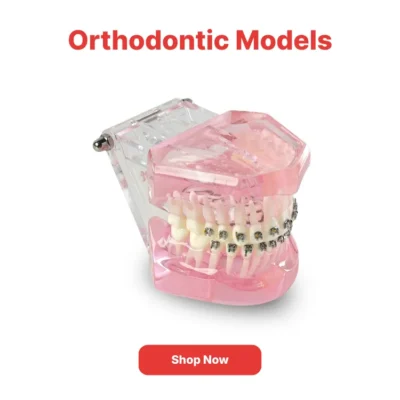 Home | Buy Now At Evodent Orthodontic models category navigation poster