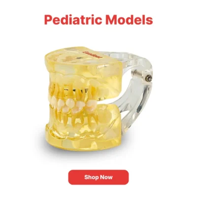 Home | Buy Now At Evodent Pediatric models category navigation poster