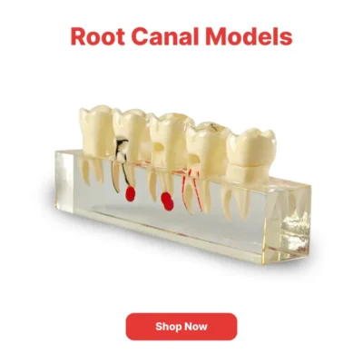 Home | Buy Now At Evodent Root canal models category navigation poster