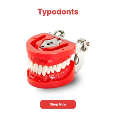 Home | Buy Now At Evodent Typodonts category navigation poster