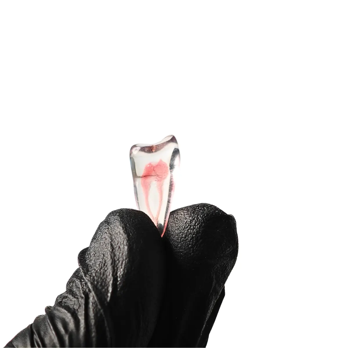 Evodent Cavity Preparation Practice Teeth, Natural Tooth Simulation, Pack Of 4 | Buy Now At Evodent Evodent realistic teeth for cavity cutting, pack of 4