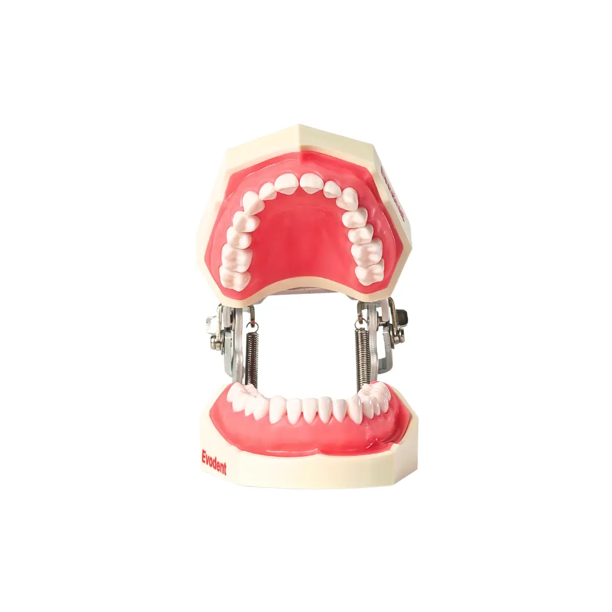 Evodent 200 Core Sg Tn Dental Typodont Model And Tooth Number | Buy Now At Evodent Evodent 200 core sg tn dental typodont model and tooth number