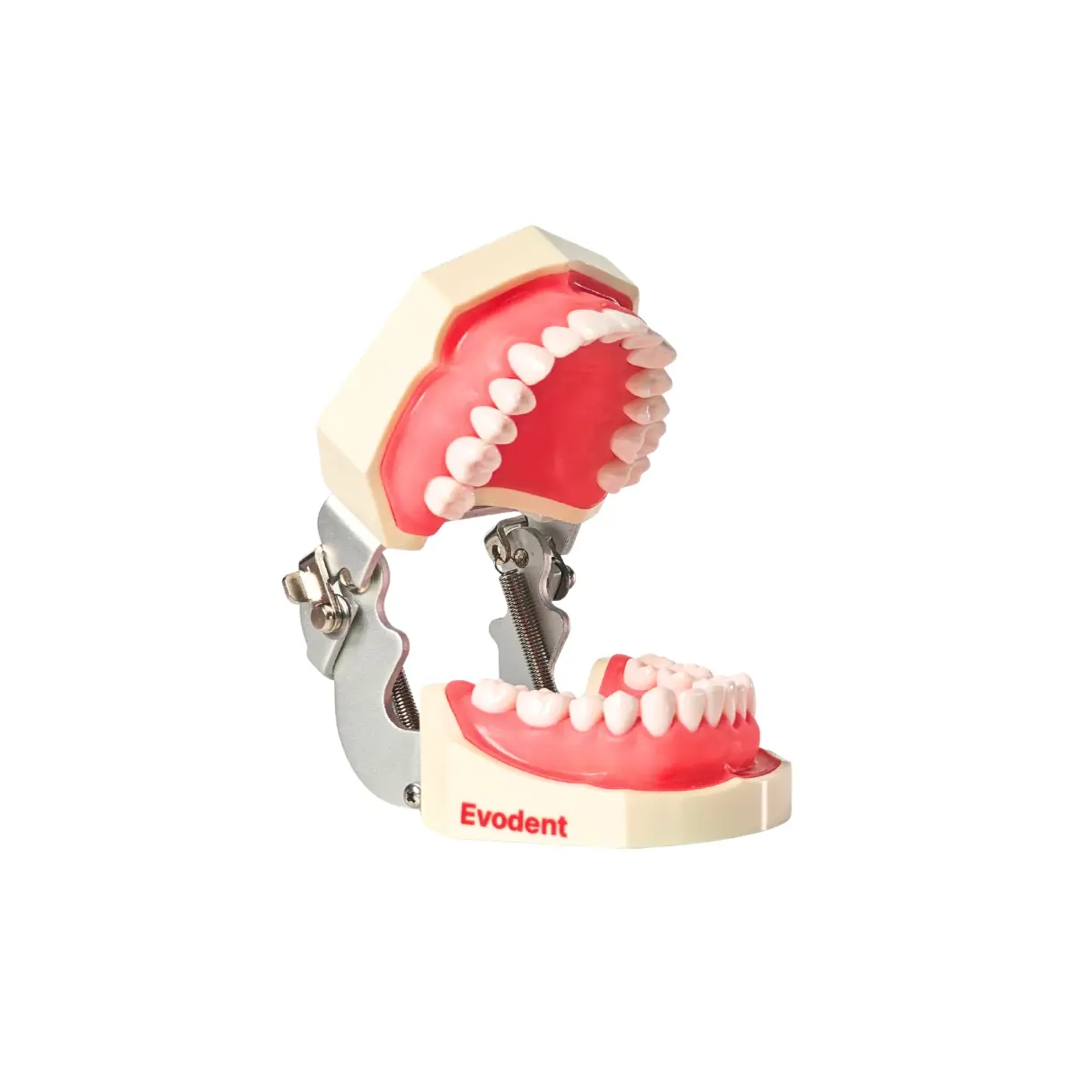 Evodent 200 Core Sg Tn Dental Typodont Model And Tooth Number | Buy Now At Evodent Evodent 200 core sg tn dental typodont model and tooth number