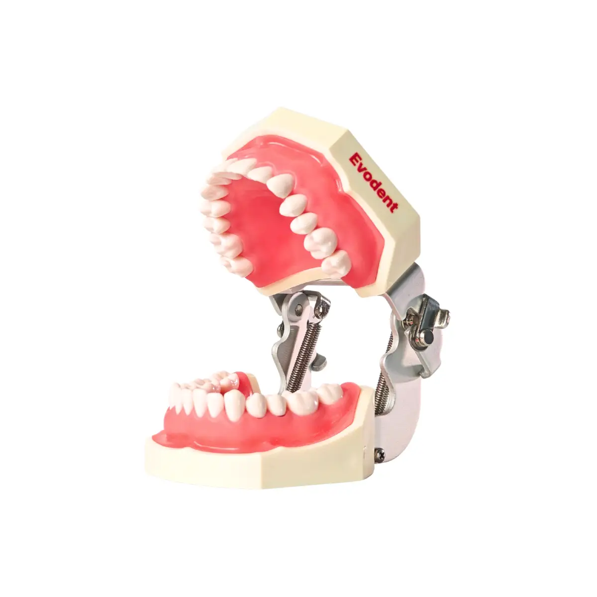 Evodent 200 Core Sg Tn Dental Typodont Model And Tooth Number | Buy Now At Evodent Evodent 200 core sg tn dental typodont model and tooth number