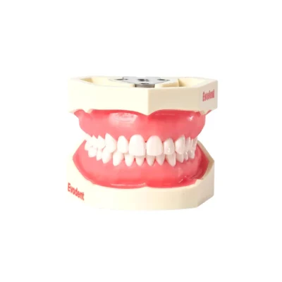 Evodent 200 CORE SG TN Dental Typodont Model and Tooth Number Evodent 200 CORE SG TN Dental Typodont Model and Tooth Number