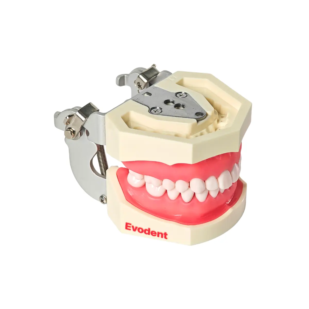 Evodent 200 Core Sg Tn Dental Typodont Model And Tooth Number | Buy Now At Evodent Evodent 200 core sg tn dental typodont model and tooth number