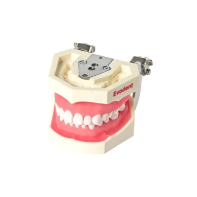 Evodent 200 CORE SG TN Dental Typodont Model and Tooth Number
