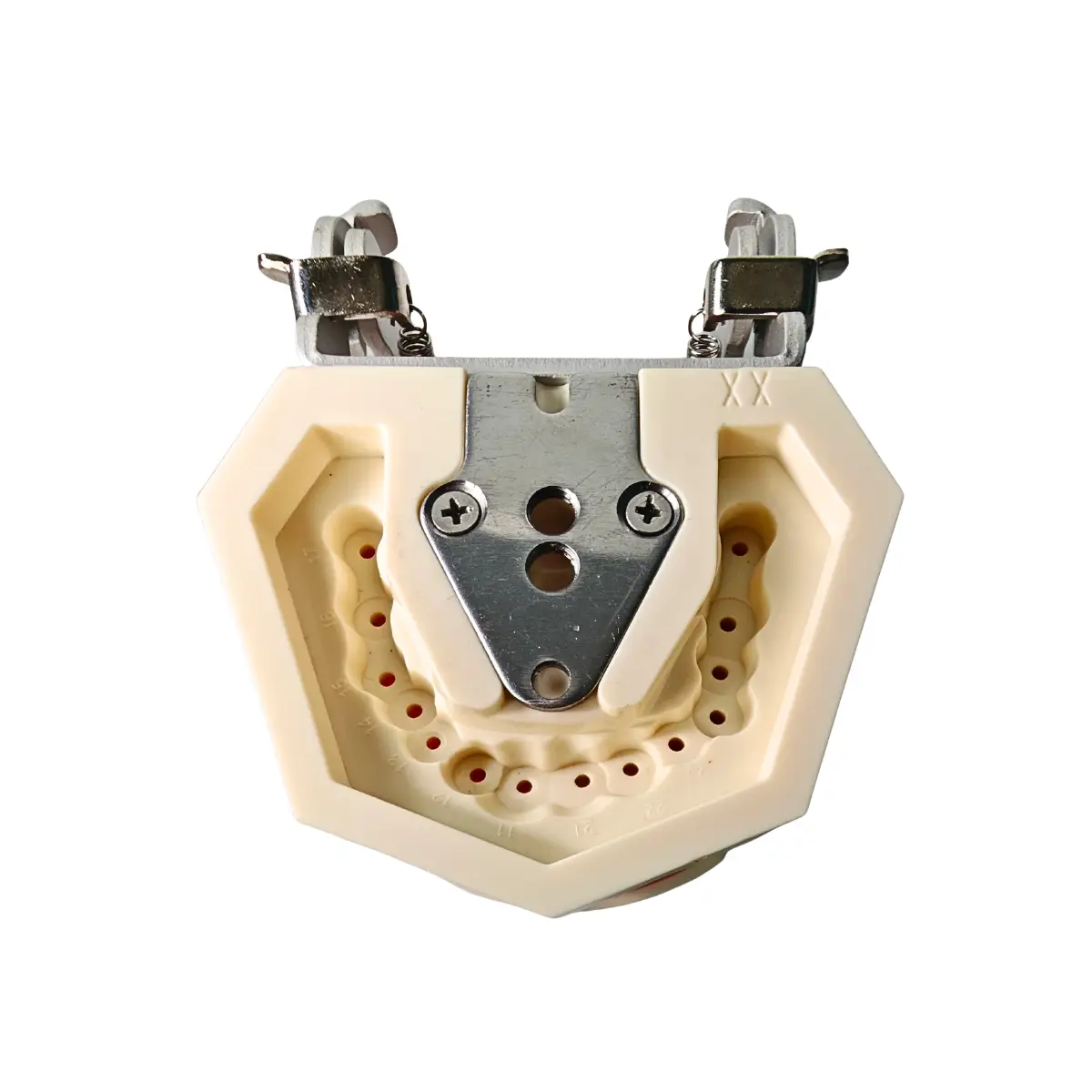 Evodent 200 Core Sg Tn Dental Typodont Model And Tooth Number | Buy Now At Evodent Evodent 200 core sg tn dental typodont model and tooth number