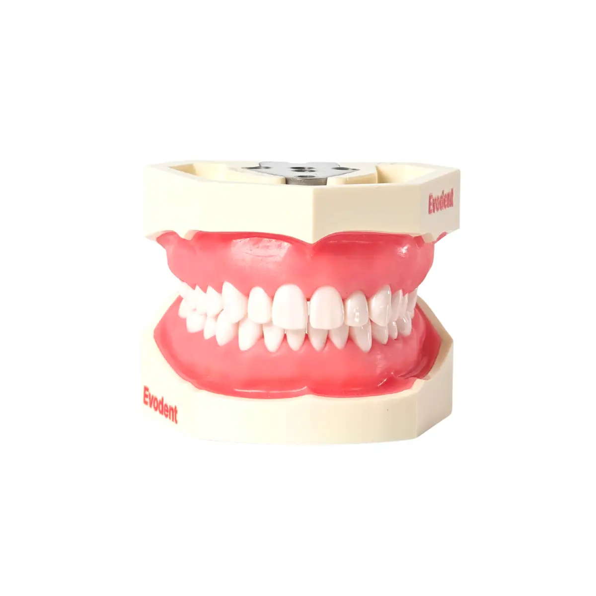 Evodent 200 Core Sg Tn Dental Typodont Model And Tooth Number | Buy Now At Evodent Evodent 200 core sg tn dental typodont model and tooth number