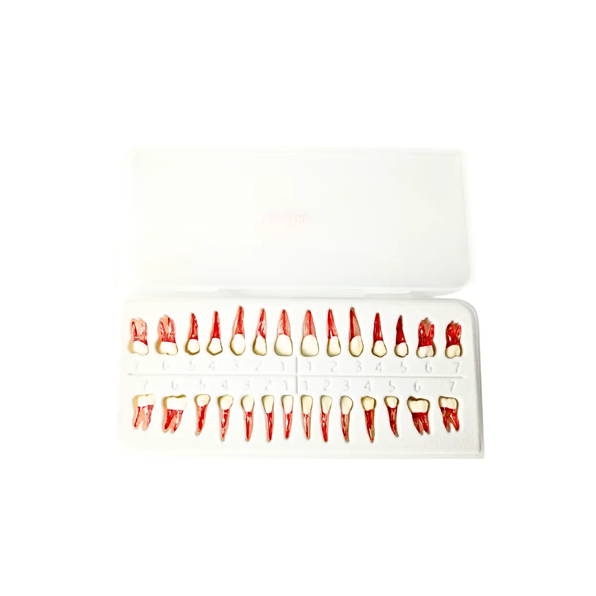 Evodent Atlas Root Canal Replacement Teeth - 28 Tooth Push-Fit Typodont Teeth | Buy Now At Evodent Evodent atlas root canal replacement fullset teeth