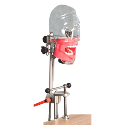 Evodent Table Mount Phantom Head