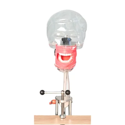 Evodent Table Mount Phantom Head